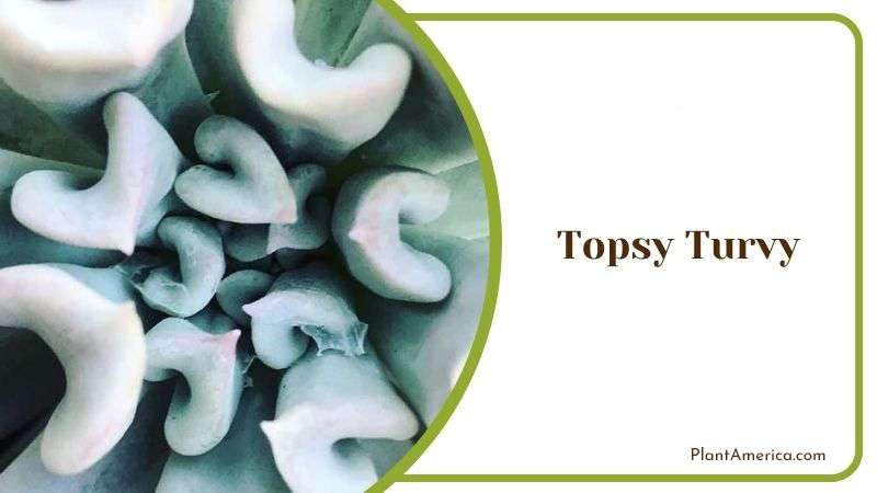 Topsy Turvy Plant America Topsy Turvy Plant America