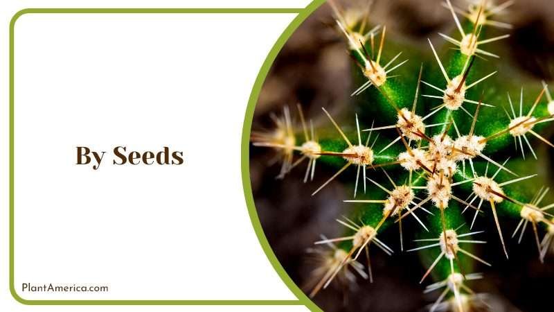 Topview of Cereus Repandus Plant America