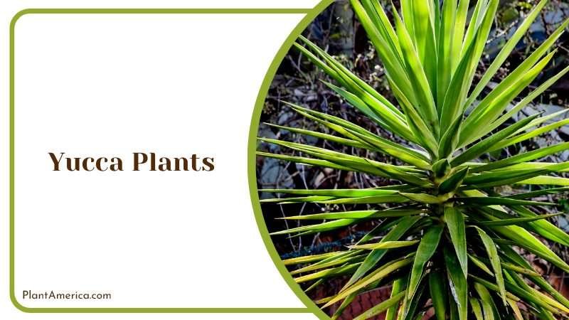 Touch of Uniqueness with Gollum Jade Plant America 1