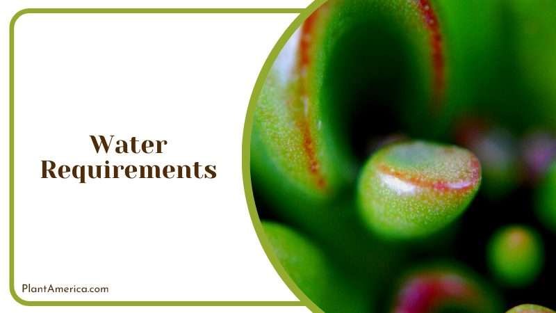 Touch of Uniqueness with Gollum Jade Plant America 2