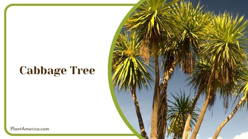 Touch of Uniqueness with Gollum Jade Plant America