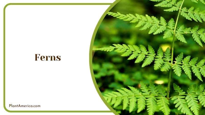 Touch of the Tropics to Your Garden Plant America