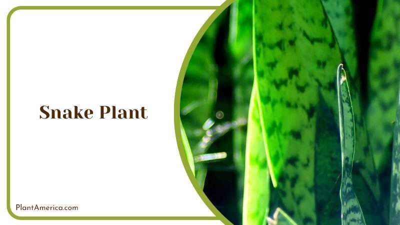 Tough and Tolerant Houseplant Plant America