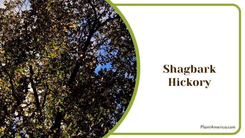 Tower Shagbark Hickory Tree Plant America