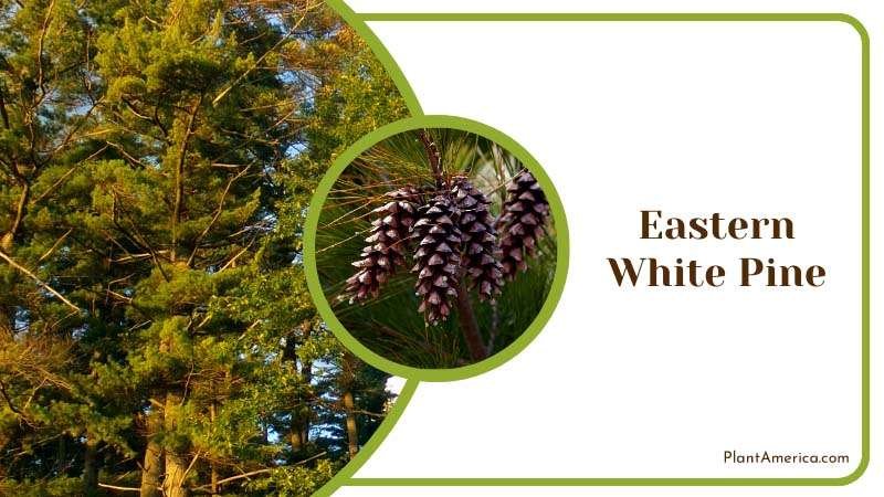 Towering Eastern White Pine Tree Plant America