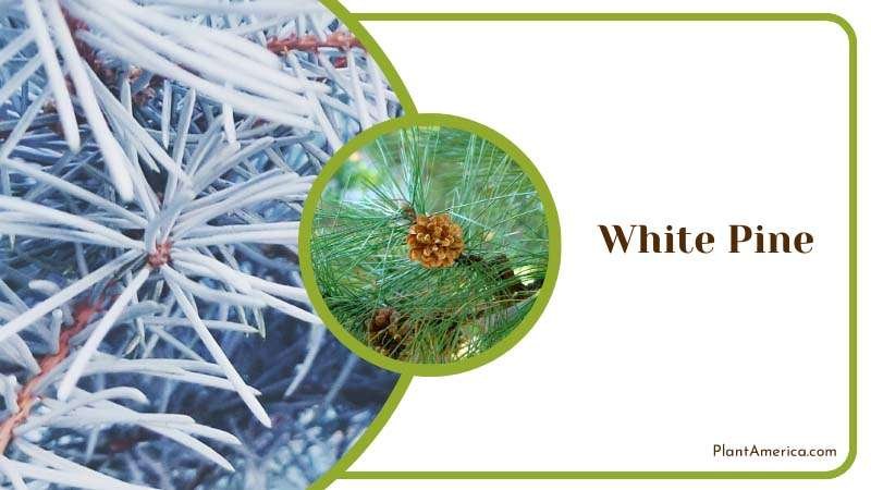 Towering Evergreen Conifer White Pine Plant America