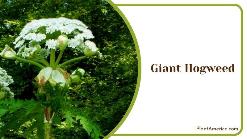 Towering Giant Hogweed Plant Plant America