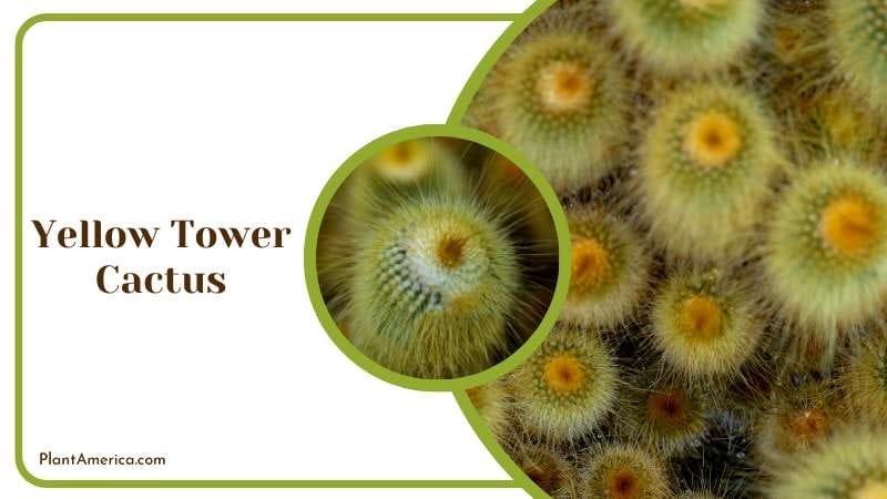 Towering Yellow Cactus Plant America