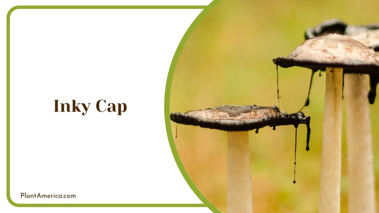 Toxic Inky Cap Mushroom From Close Look Plant America