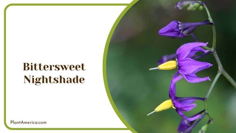 Toxic Nightshade Plant Plant America