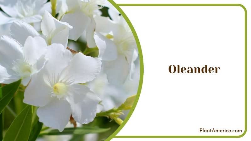 Toxic Oleander Bush Plant America