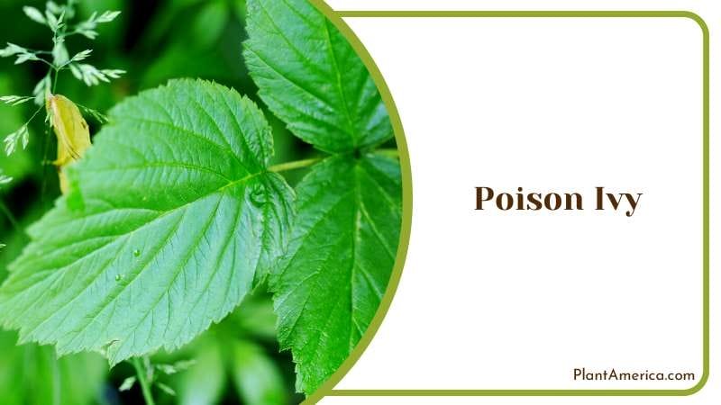 Toxic Poison Ivy Shrubs Plant America
