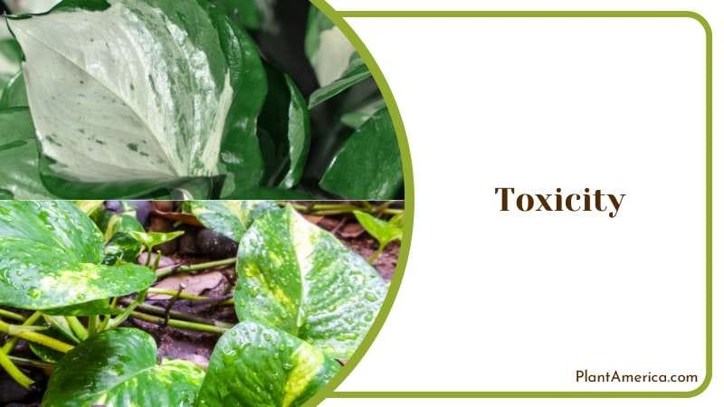 Toxicity Plant America