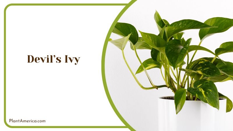 Toxicity of Devils Ivy Flower Plant America