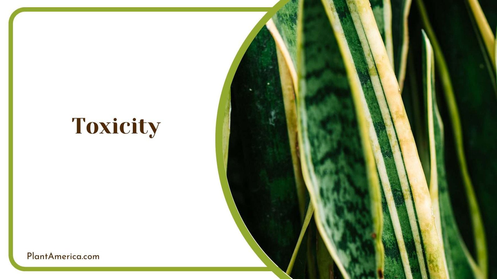 Toxicity of Futura Superba Plant America