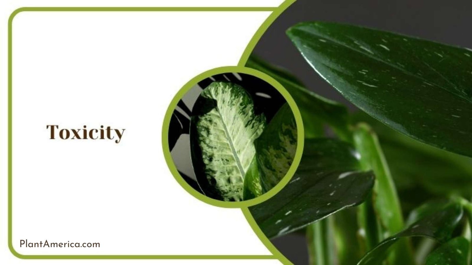 Toxicity of Monstera Standleyana ~ Plant America
