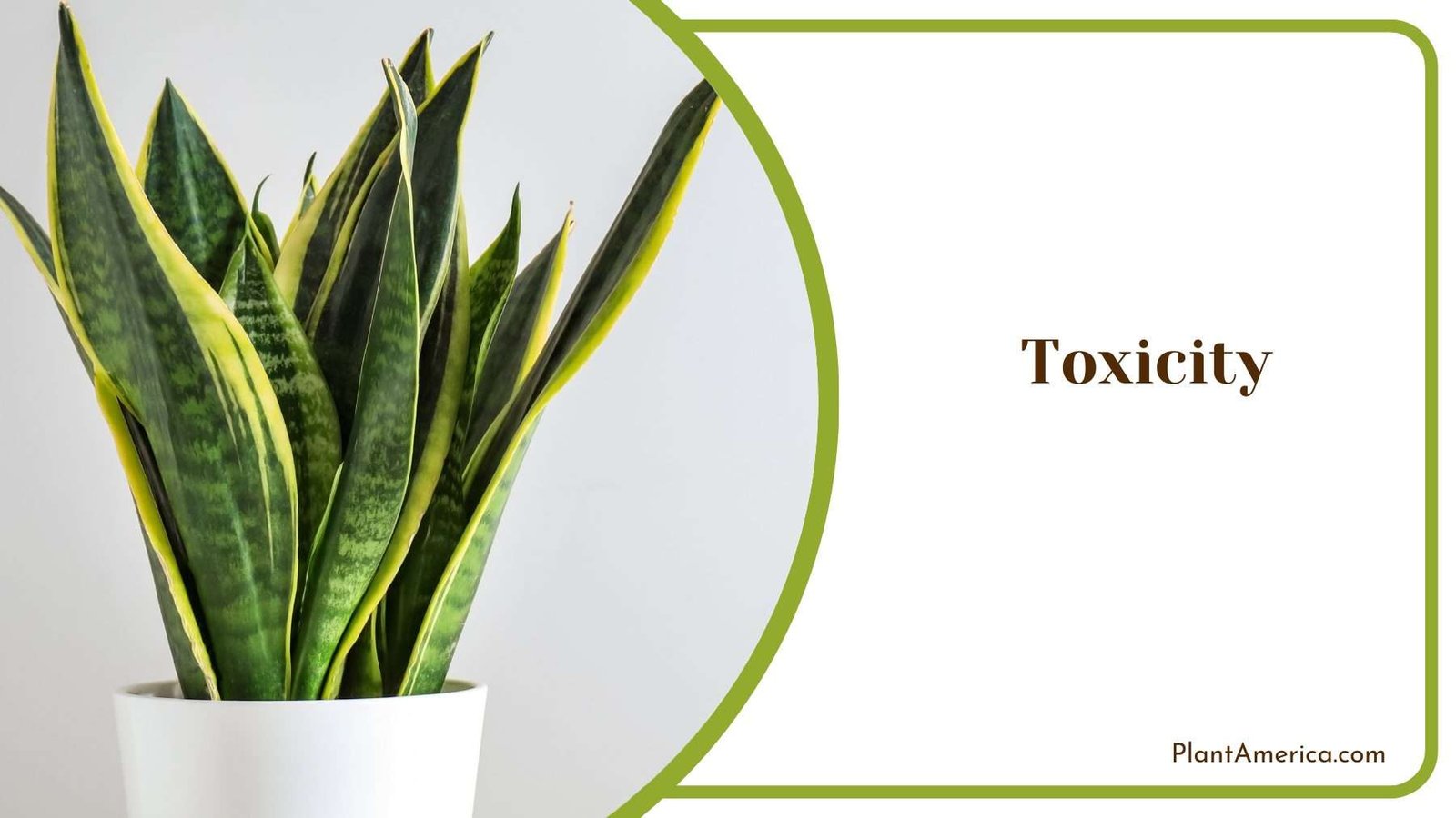 Toxicity of Sansevieria Night Owl Plant America Toxicity of Sansevieria Night Owl Plant America