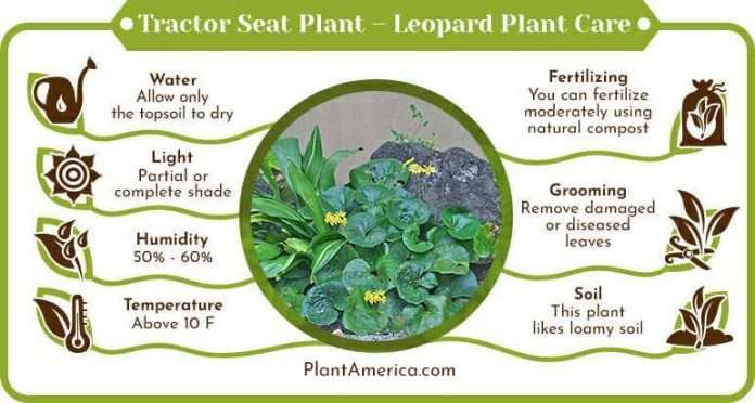 Cool Review About Tractor Seat Plant Care