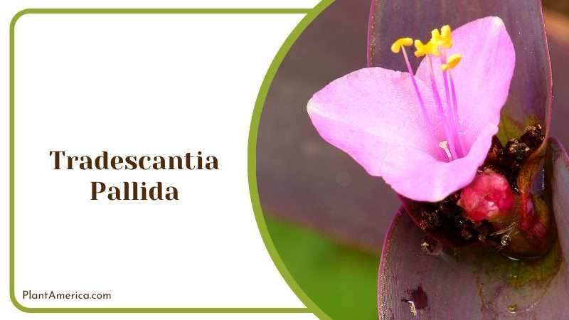 Tradescantia Pallida Plant Plant America Tradescantia Pallida Plant Plant America