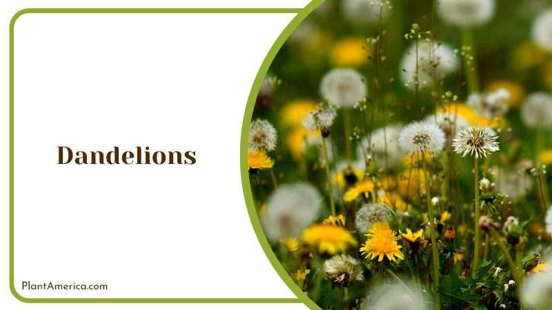 Traditional and Nutritious Bloom PlantAmerica