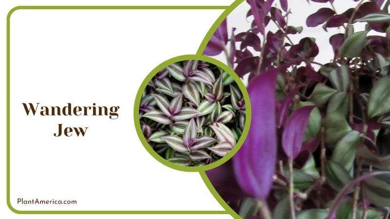Trailing Beauty of Wandering Jew Plant America