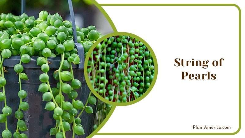 Trailing String of Pearls Plant America