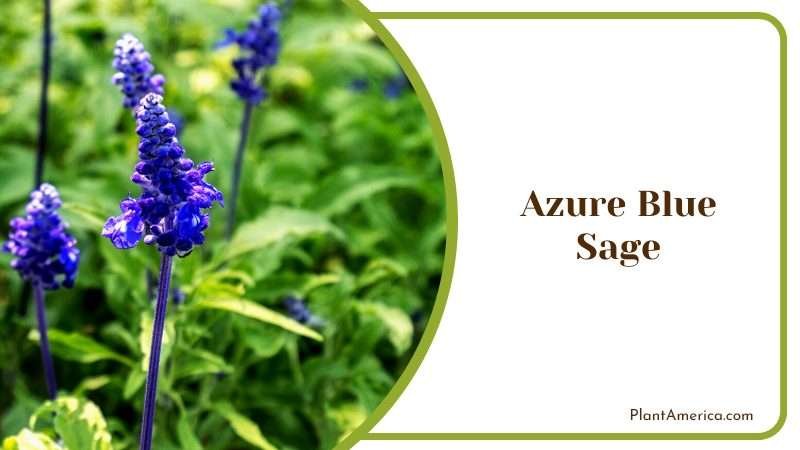 Tranquil Beauty of Azure Blue Sage Plant America