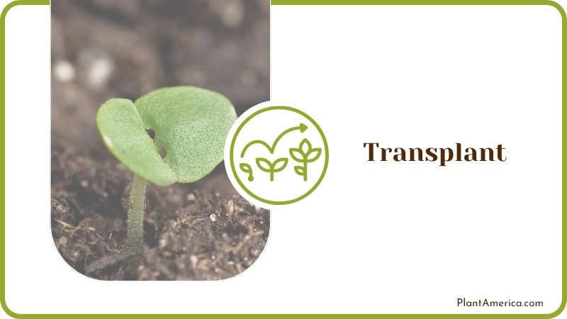 Transplant Your Seedlings Outdoors PlantAmerica