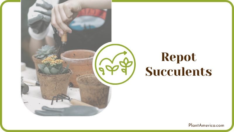 Transplant succulents into beautiful ceramic pots Plant America Transplant succulents into beautiful ceramic pots Plant America
