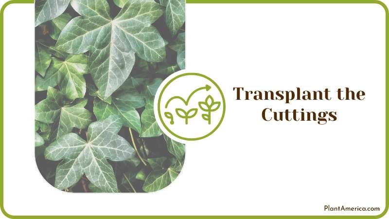 Transplant the Cuttings of Plants Plant America