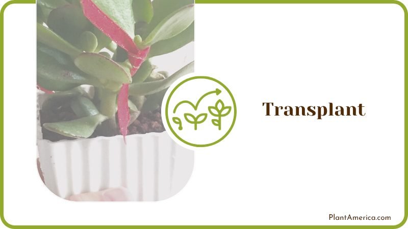 Transplant the New Plant Plant America
