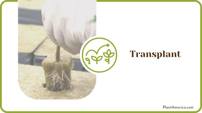 Transplant the Plant Plant America Transplant the Plant Plant America