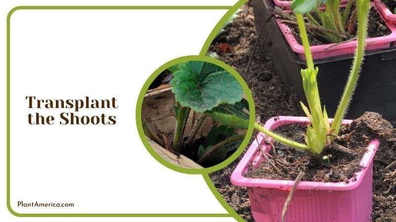 Transplant the Shoots Plant America Transplant the Shoots Plant America