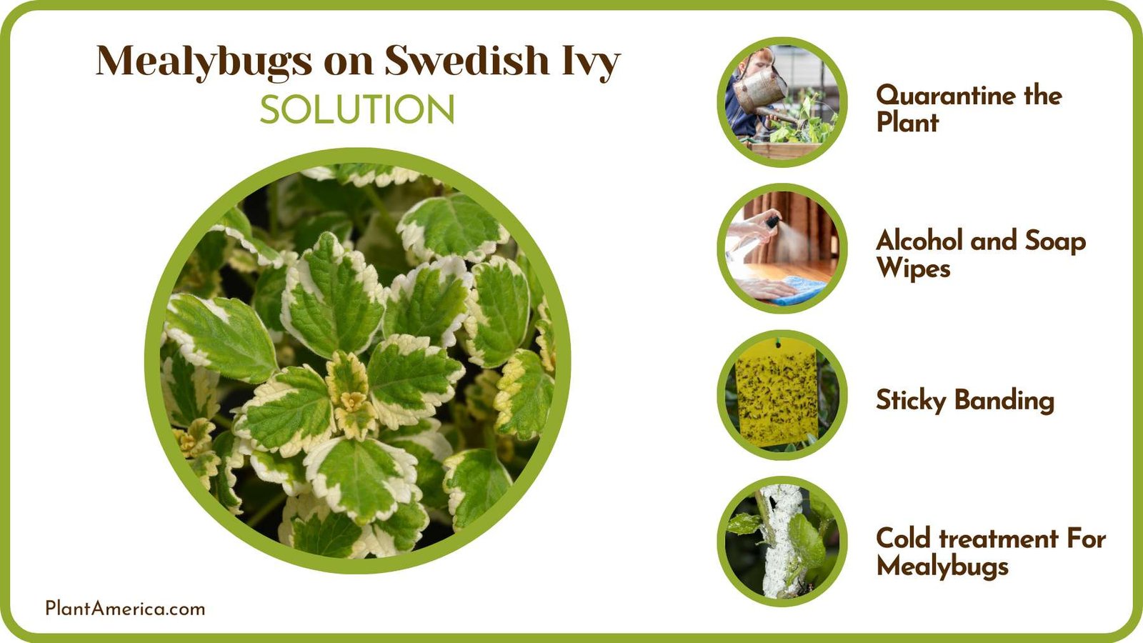 Treat Mealybugs on Swedish Ivy Plant America Treat Mealybugs on Swedish Ivy Plant America