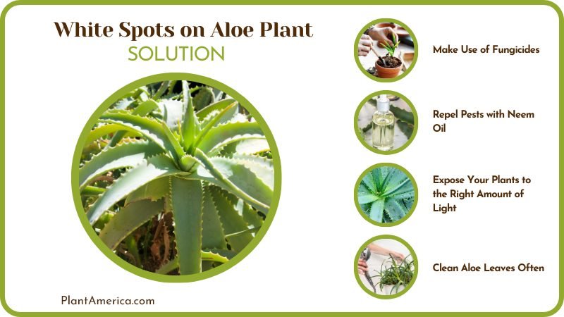 Treat White Spots on Aloe Plant Plant America Treat White Spots on Aloe Plant Plant America