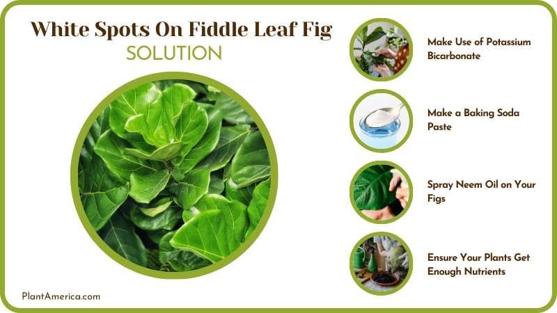 Treat Your Fiddle Leaf Figs with White Spots Plant America Treat Your Fiddle Leaf Figs with White Spots Plant America