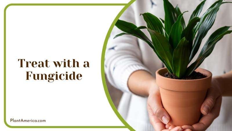 Treat with a Fungicide for overwatered plant Plant America Treat with a Fungicide for overwatered plant Plant America