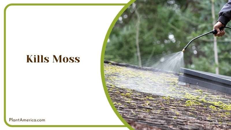 Treating Outdoor Moss Plant America