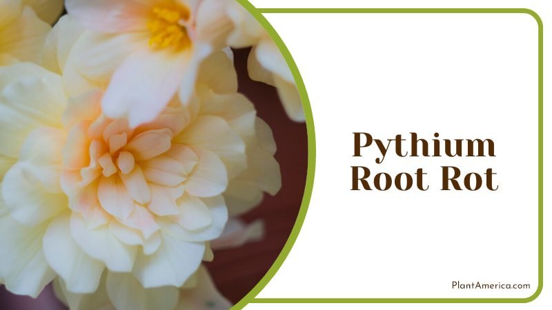Treatment Pythium Root Rot Problems ~ PlantAmerica