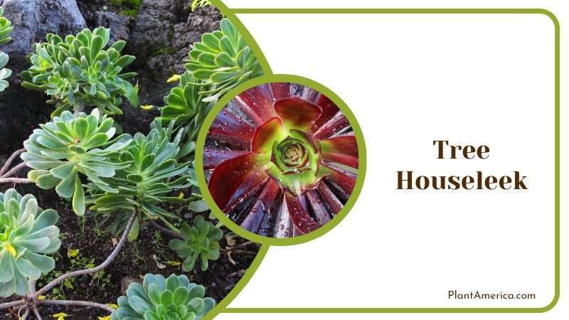 Tree Houseleek Plant America Tree Houseleek Plant America