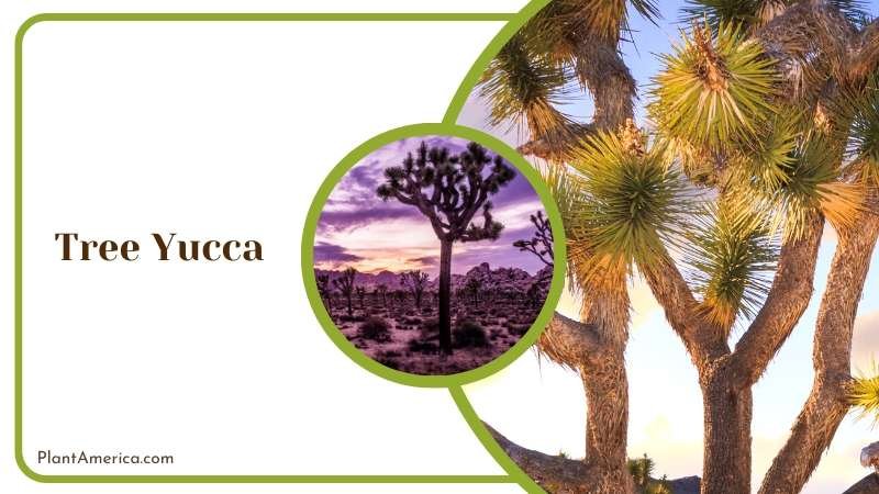 Tree Like Yucca Plant Plant America