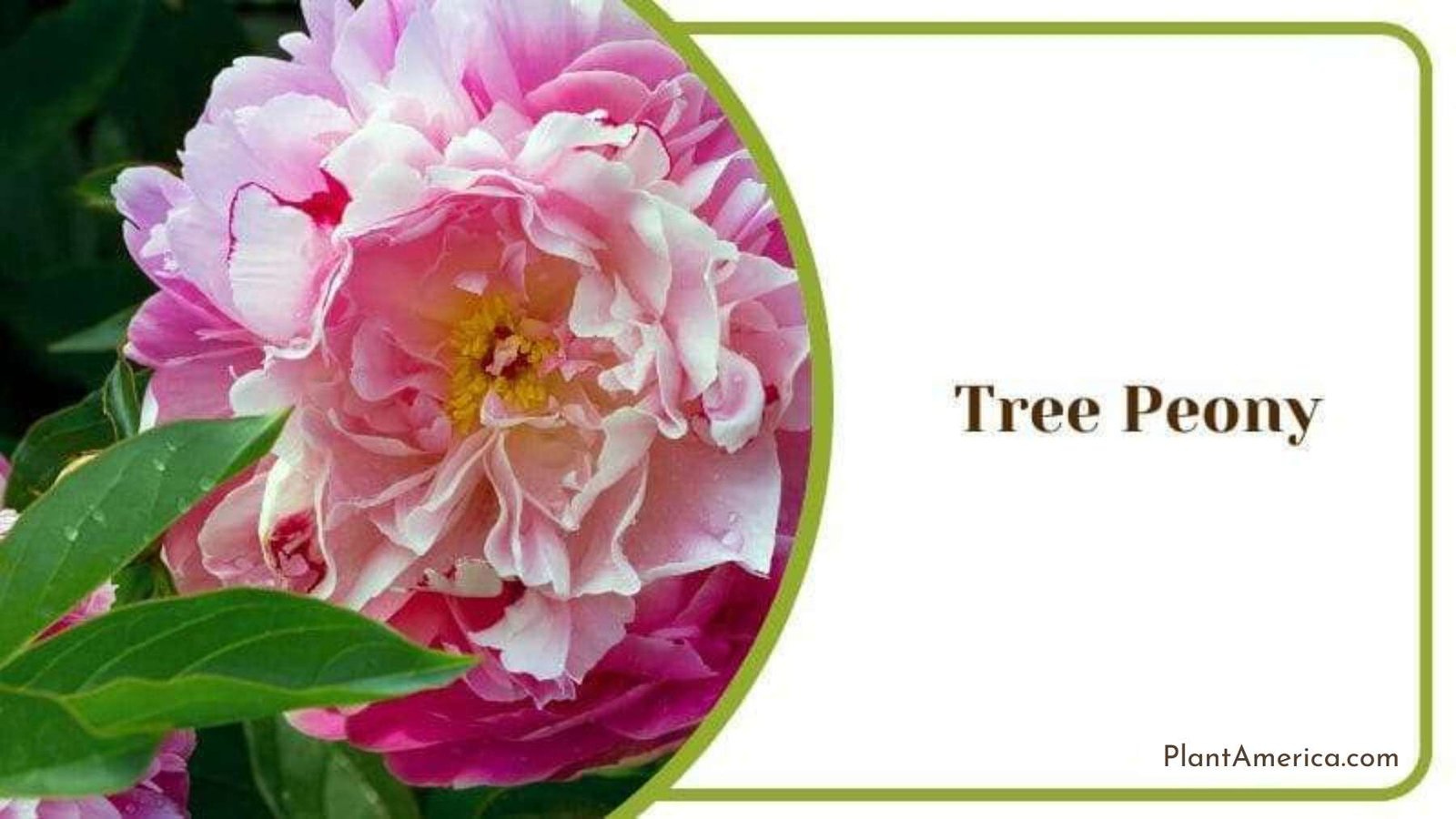 Tree Peony Plant America