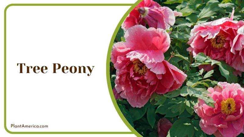 Tree Peony Special Features PlantAmerica