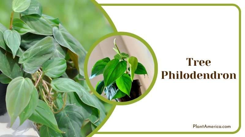 Tree Philodendron Plant in a Pot Plant America Tree Philodendron Plant in a Pot Plant America