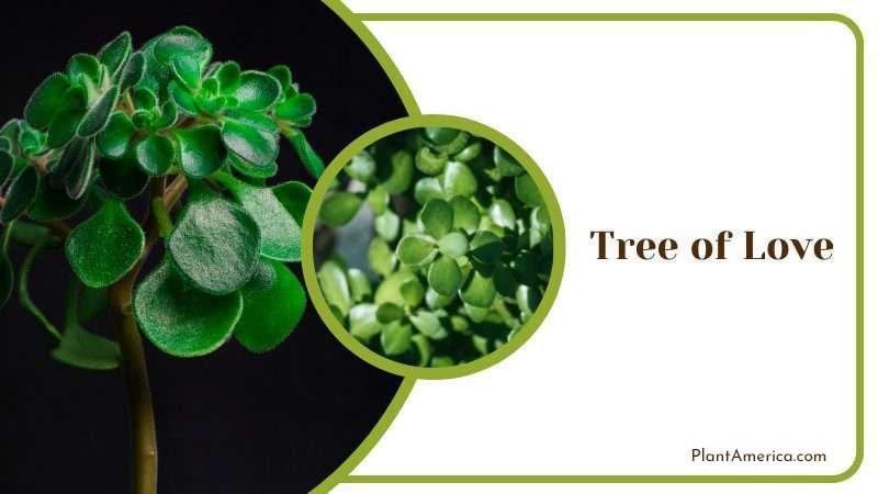 Tree of Love Plant America