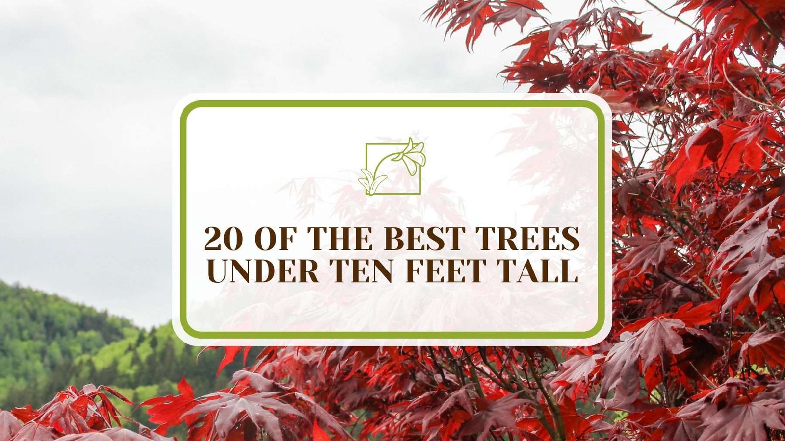Trees Under Ten Feet Tall PlantAmerica 20 Of The Best Trees Under Ten Feet Tall