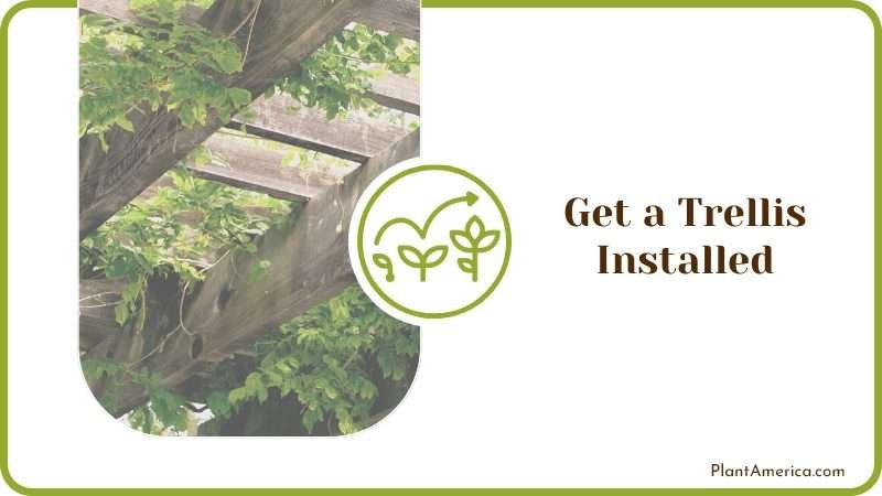 Trellis Installed for Plants Plant America Trellis Installed for Plants Plant America