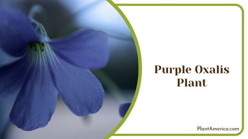 Tri Color Purple Oxalis Plant Plant America