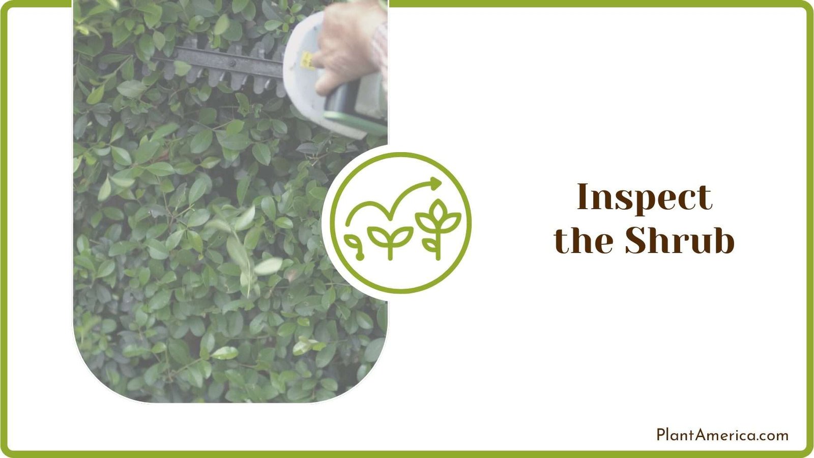 Trimming Process of Shrub Plant America
