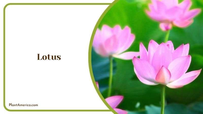 Tropica Lotus Flowers Plant America Tropica Lotus Flowers Plant America